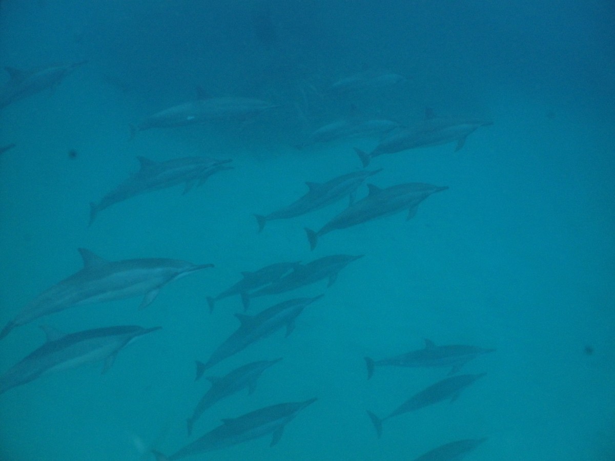 Mergulho Livre (Trilha Aquática)