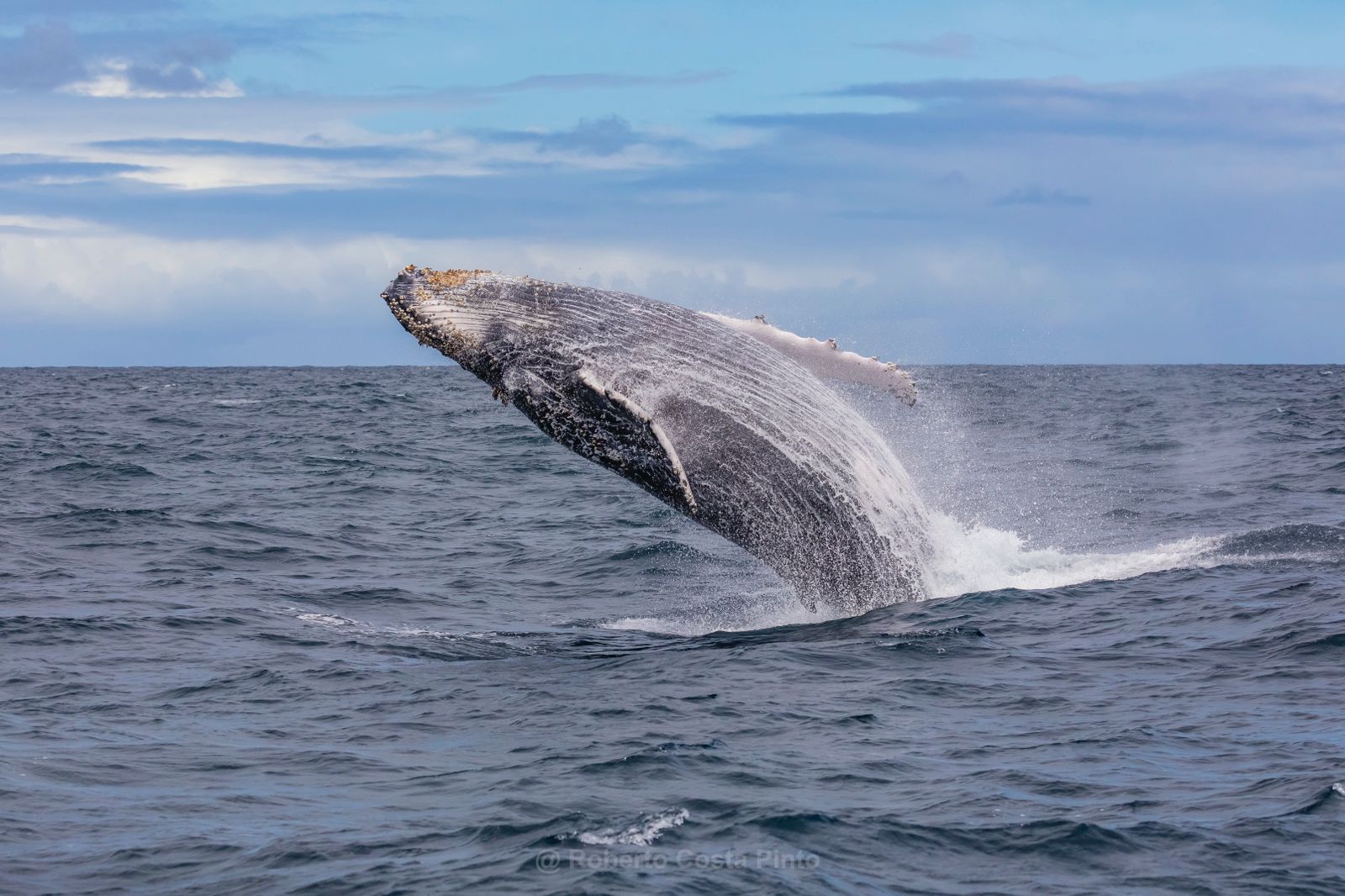 Capa do post Baleias jubarte na Bahia: onde ver e quando viver essa experiência