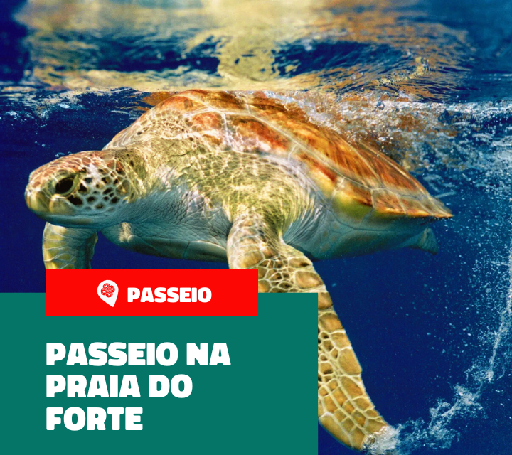 Passeio na Praia do Forte