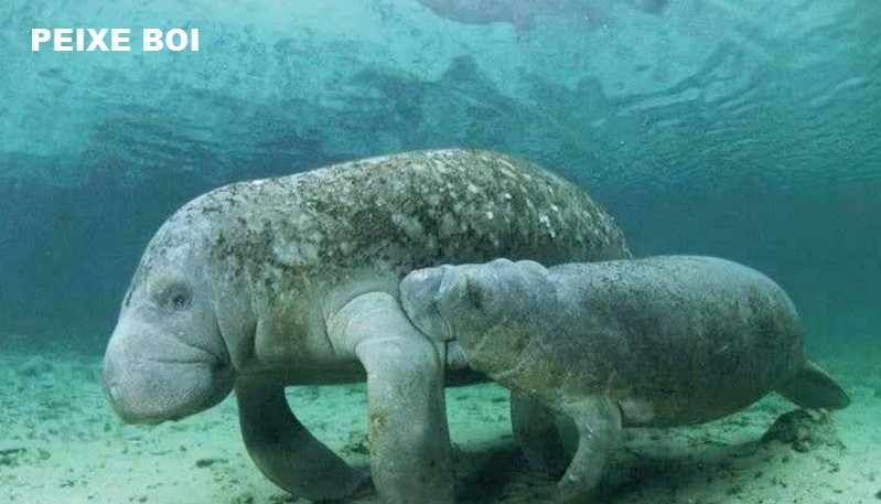 São Miguel dos Milagres