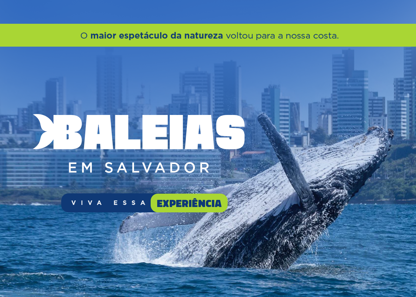 Tour de Observação de Baleias