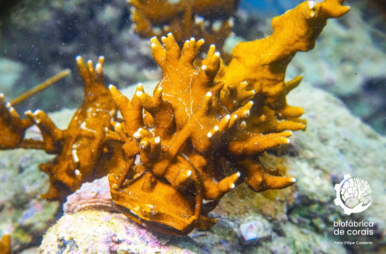 ​Adote um Coral​ - ​Millepora alcicornis​ ​"Coral de Fogo" 