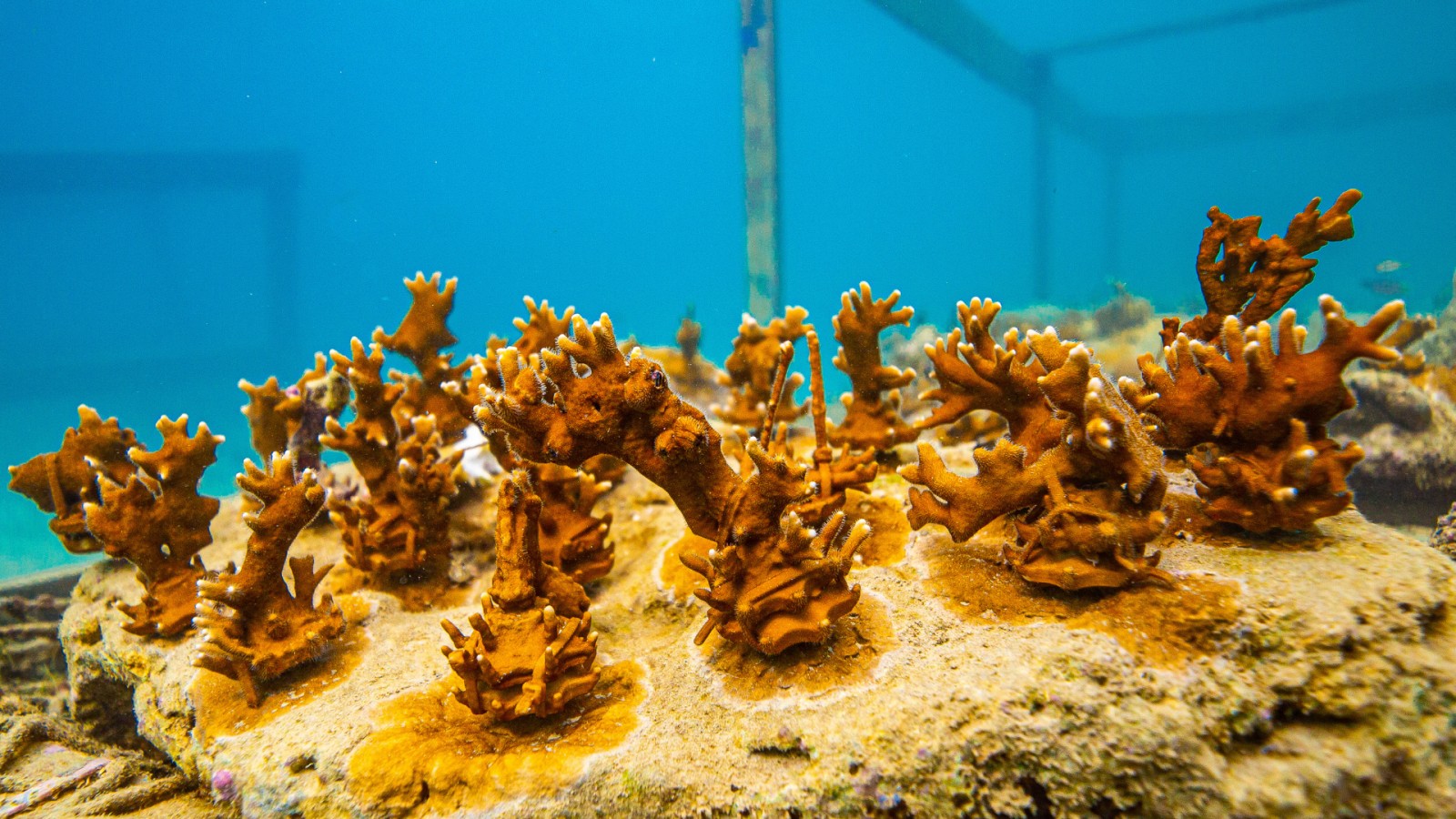 ​Adote um Coral​ - ​Millepora alcicornis​ ​"Coral de Fogo" 
