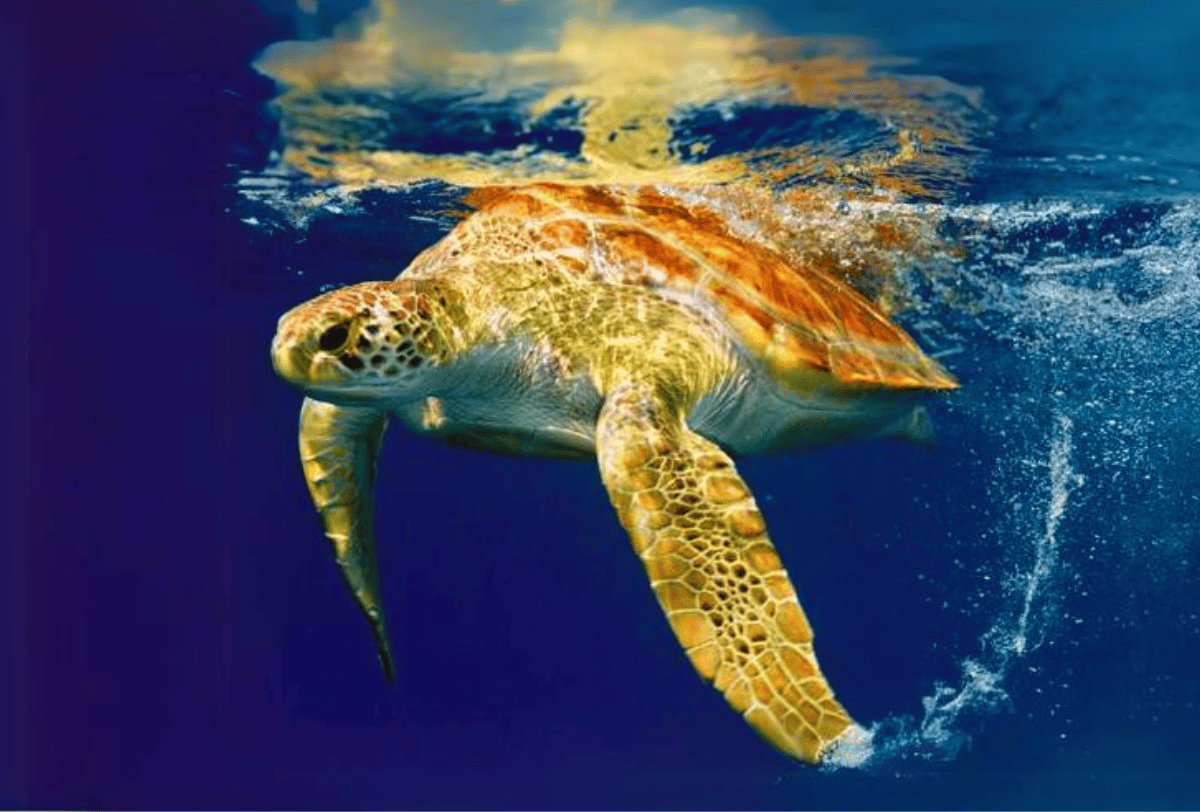 Passeio na Praia do Forte e Guarajuba