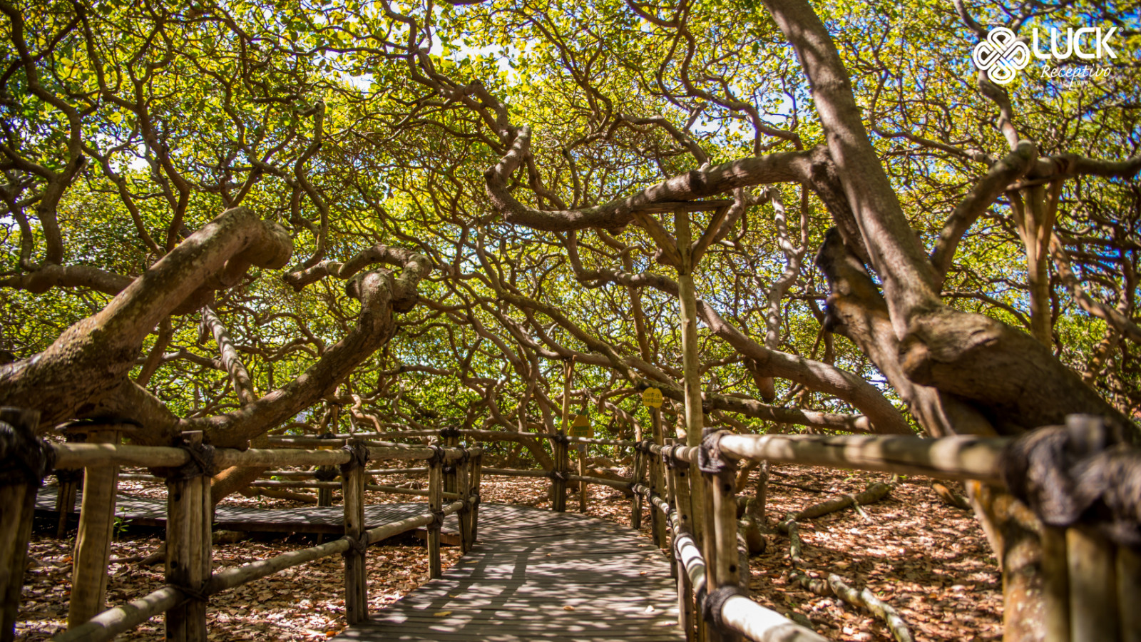 Natal: Litoral Sul com visita ao Maior Cajueiro do Mundo e Praia de Camurupim