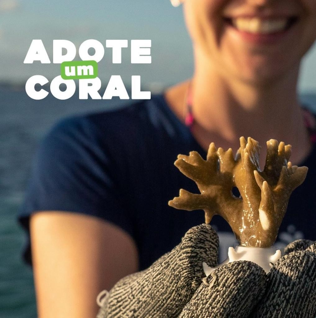 ​Adote um Coral​ - ​Millepora alcicornis​ ​"Coral de Fogo" 