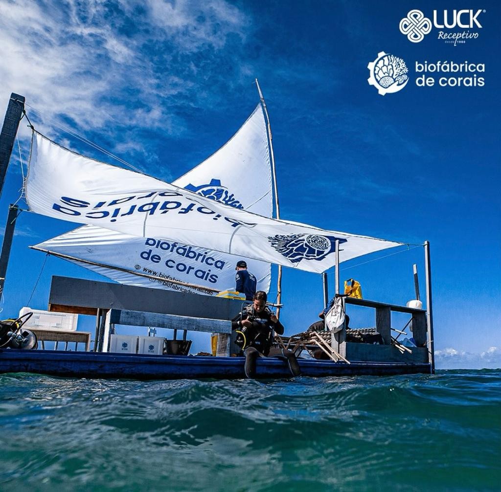 ​Adote um Coral​ - ​Millepora alcicornis​ ​"Coral de Fogo" 