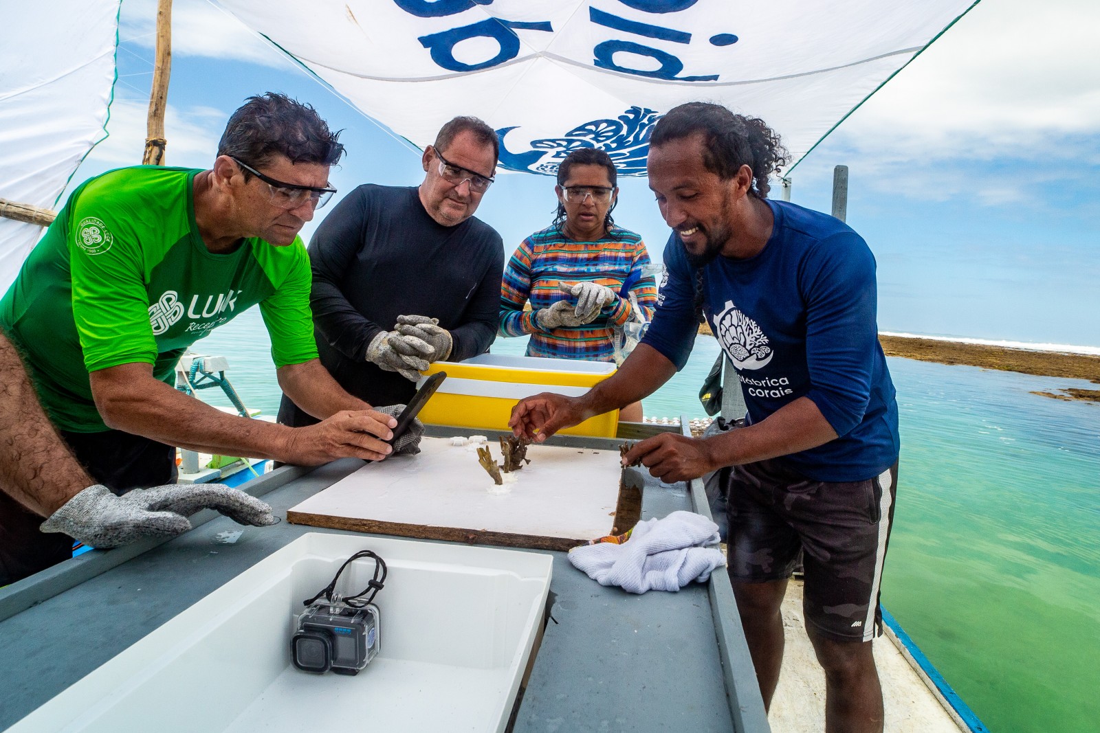 ​Adote um Coral​ - ​Millepora alcicornis​ ​"Coral de Fogo" 