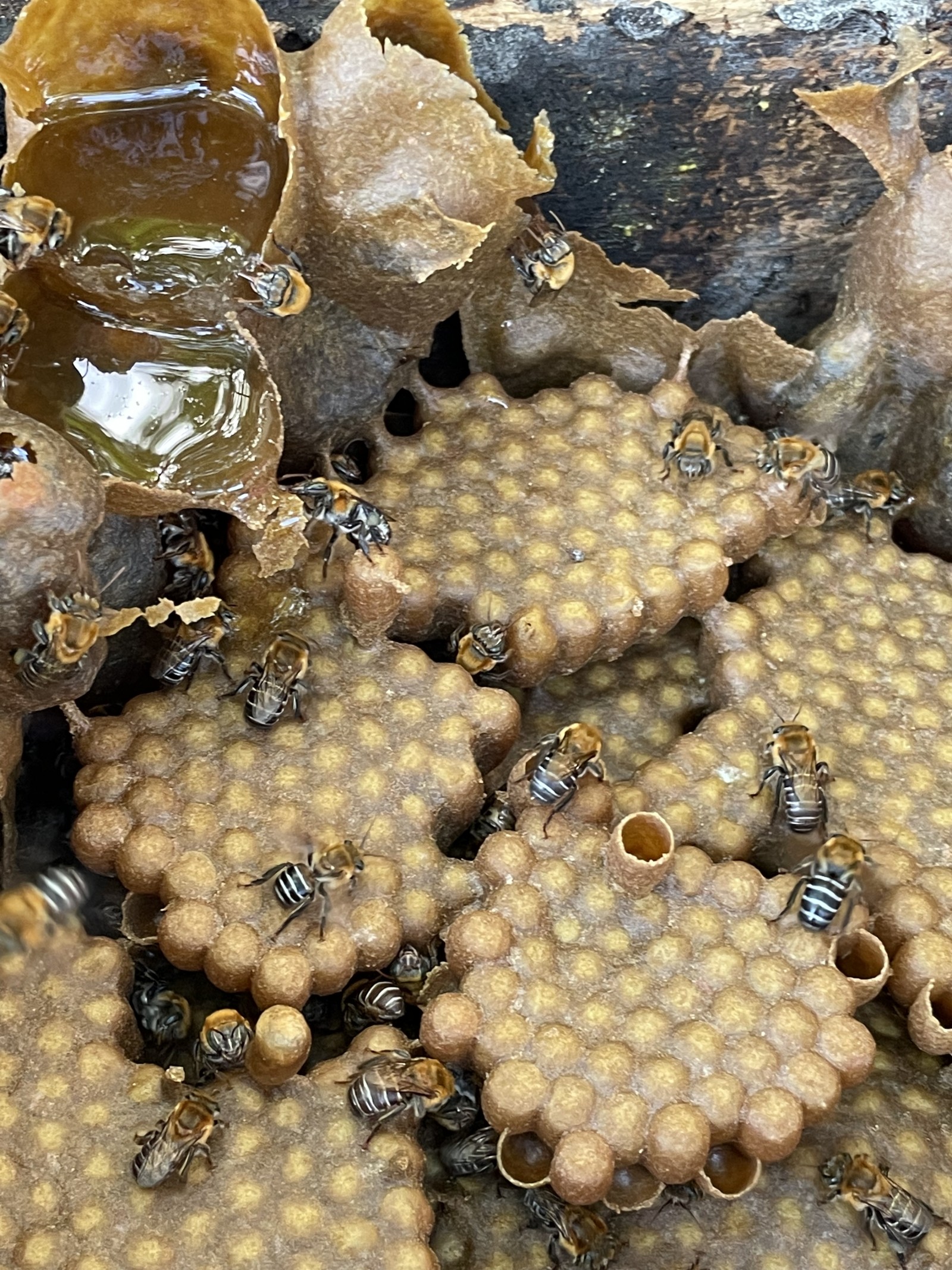 Reserva Uirapuru: Aventura Ecológica No Litoral Norte Da Bahia