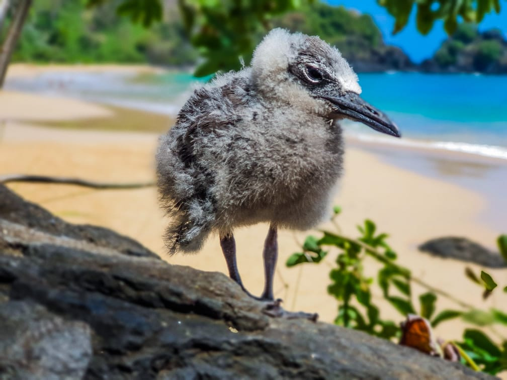 Trilha Costa dos Mirantes